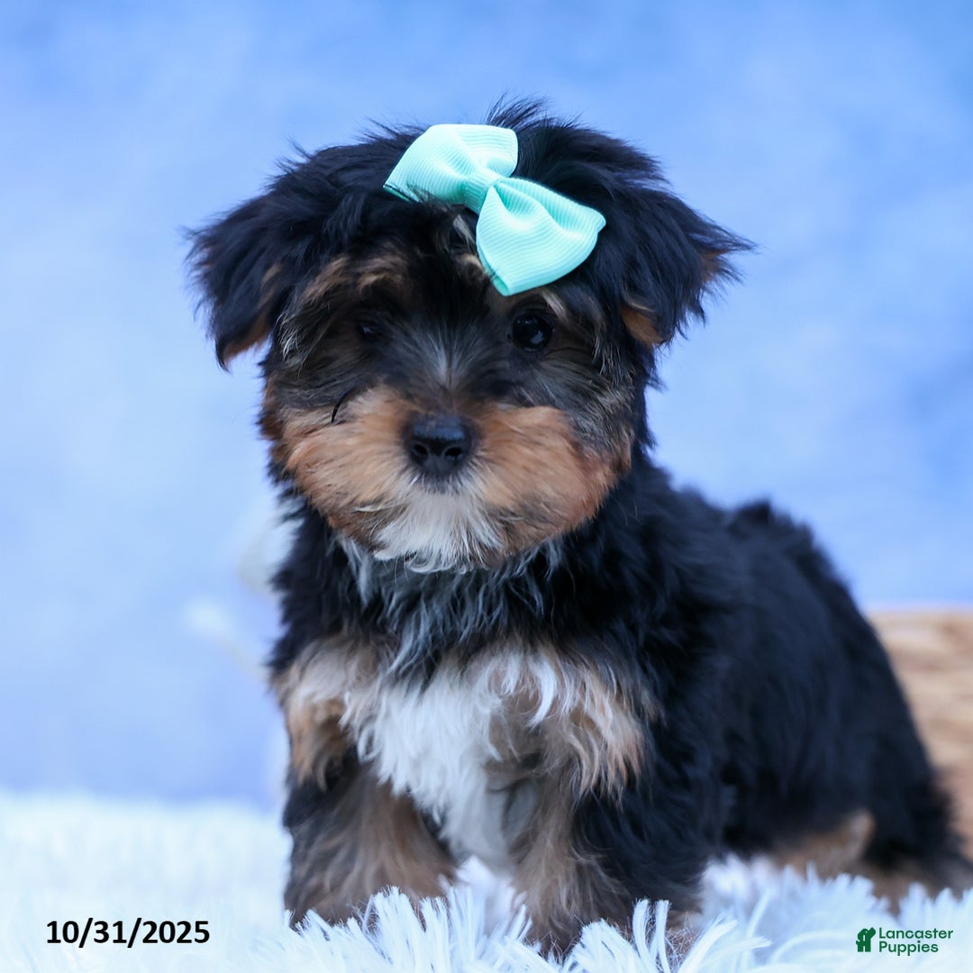 Yorkshire Terrier dogs for sale: Chip - Ad 6