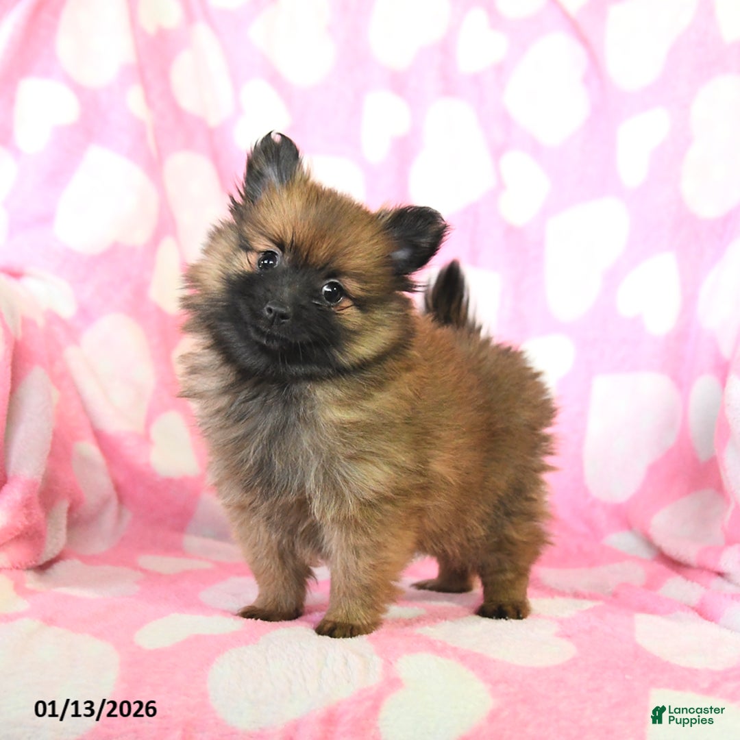 Pomeranian dogs for sale: Hope - Ad 2