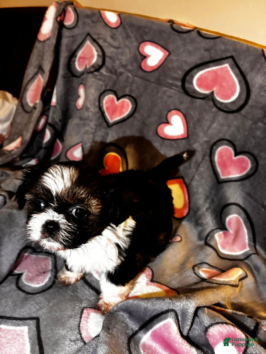 Shih Tzu dogs for sale: Shih Tzu Puppy 2 - Ad 1