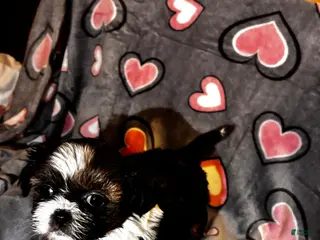 Shih Tzu dogs Shih Tzu Puppy 2 - Ad 25