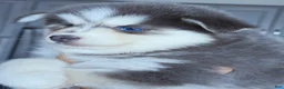 Pomsky dogs for sale: Luna Blue - Ad 3