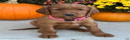 Irish Setter dogs for sale: Sadie - Ad 11