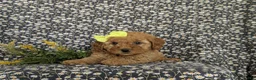 Cockapoo dogs for sale: Nyla Hypoallergenic - Ad 5