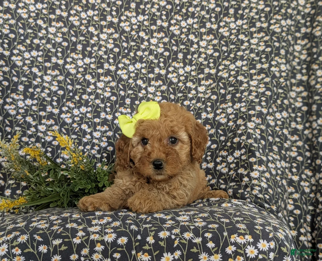 Cockapoo dogs for sale: Nyla Hypoallergenic - Ad 5