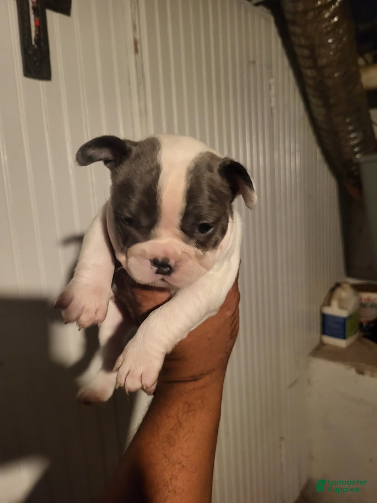 French Bulldog dogs French Bulldog Girl - Ad 2