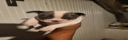 French Bulldog dogs for sale: French Bulldog Girl - Ad 2