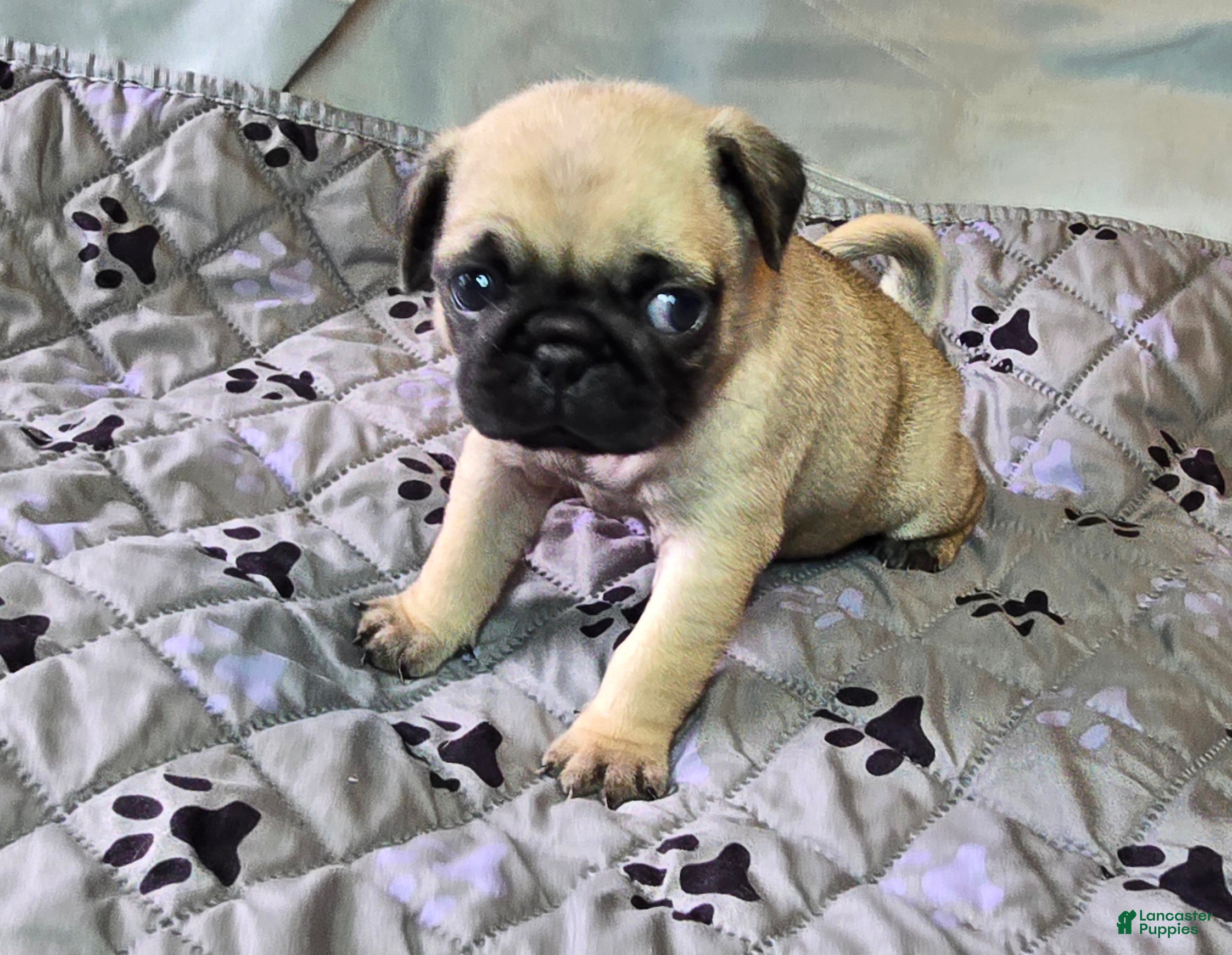Pug dogs Chad - Ad 1
