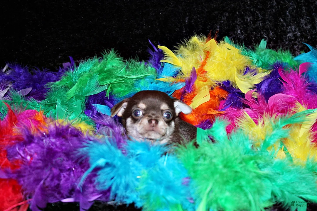 Chihuahua dogs for sale: Idalee - Ad 2