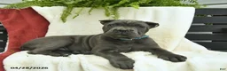 Cane Corso dogs for sale: Destiny  - Ad 3