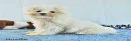 Pomapoo dogs for sale: Hermione - Ad 9