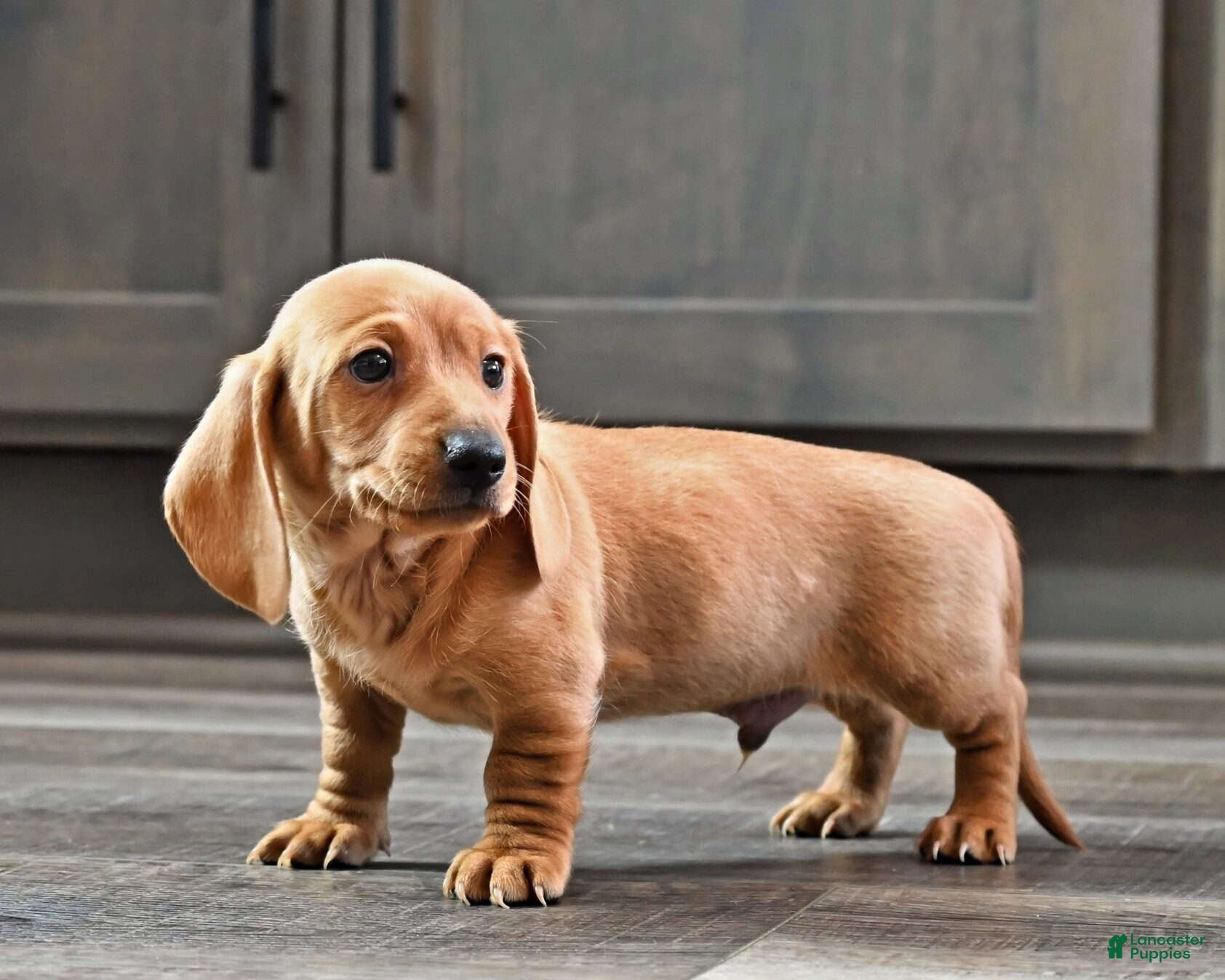 Miniature Dachshund dogs Johnny - Ad 36