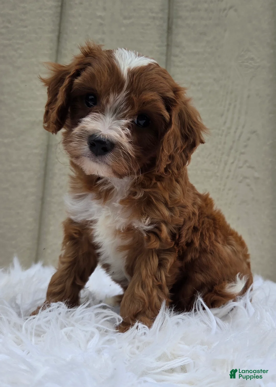 Cavapoo dogs for sale: Rover  - Ad 1