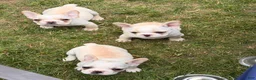 French Bulldog dogs for sale: Fire puppy number 1 - Ad 11