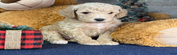 Miniature Poodle dogs for sale: Ella - Ad 5