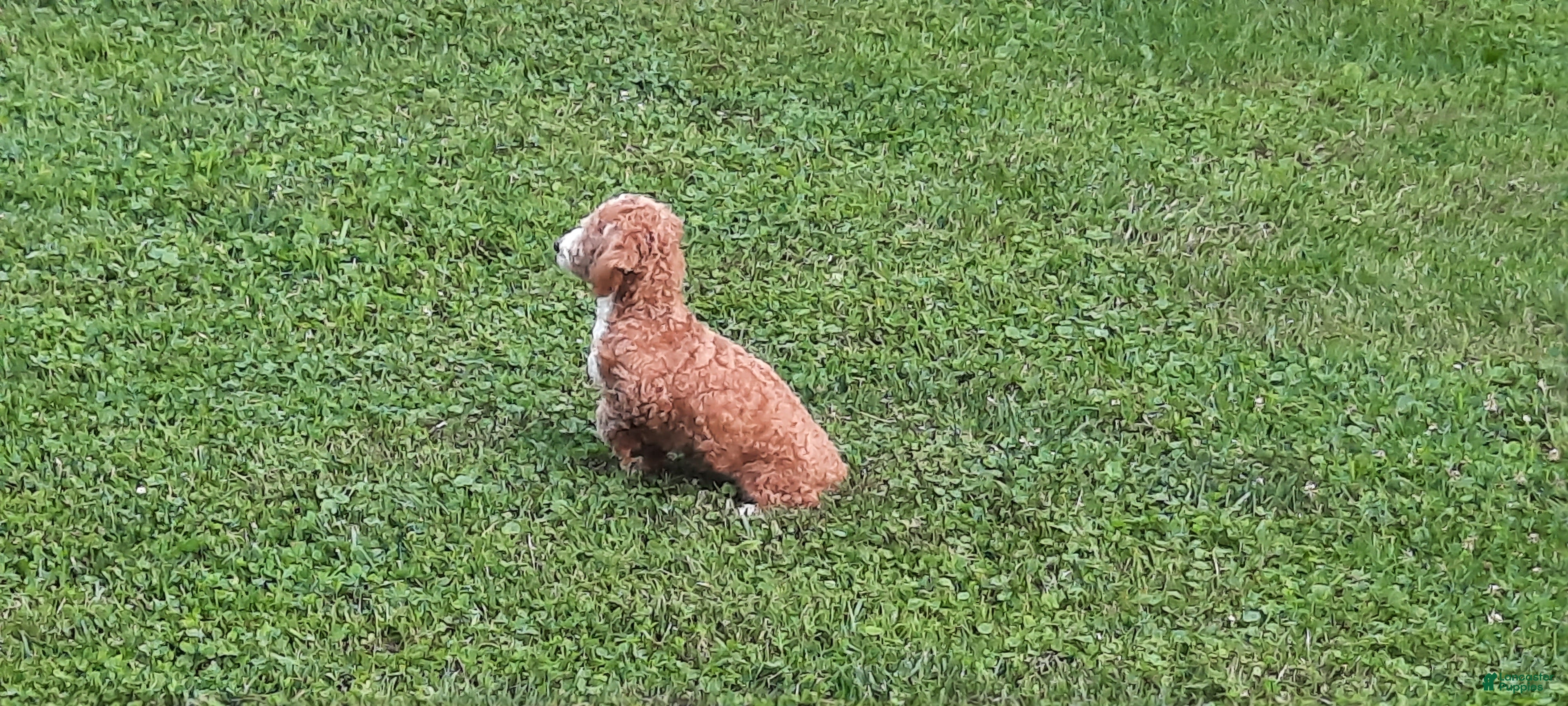 Toy Poodle dogs Archer - Ad 2