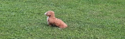 Toy Poodle dogs for sale: Archer - Ad 2