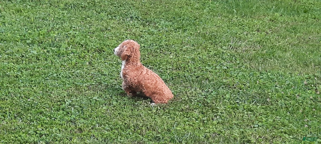 Toy Poodle dogs for sale: Archer - Ad 2