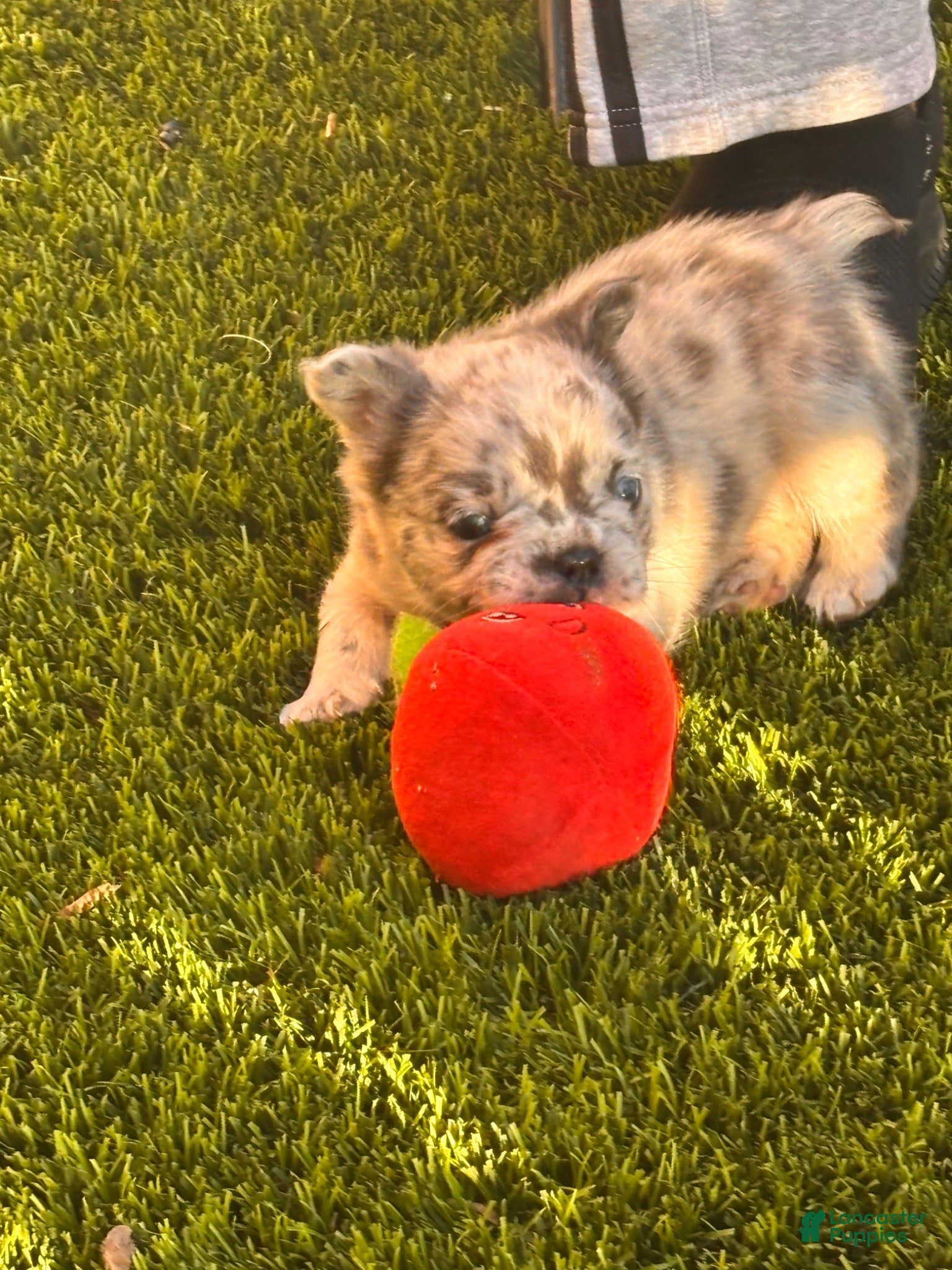 French Bulldog dogs Naomi - Ad 2
