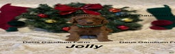 Irish Doodle dogs for sale: Jolly - Ad 3