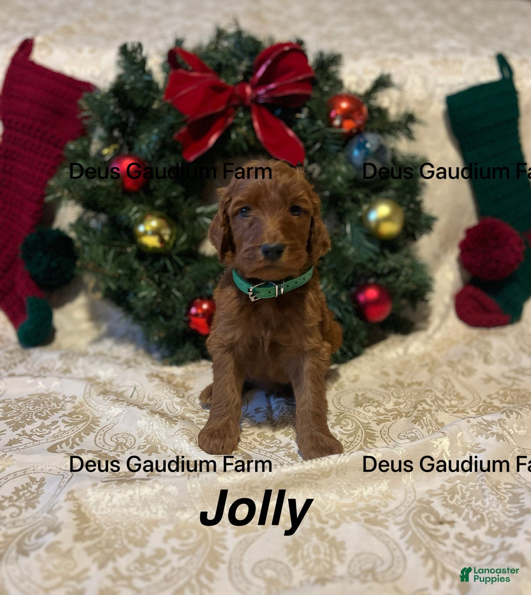 Irish Doodle dogs for sale: Jolly - Ad 3