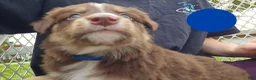 Australian Shepherd dogs for sale: Australian Shepherd Puppy BLUE - Ad 2