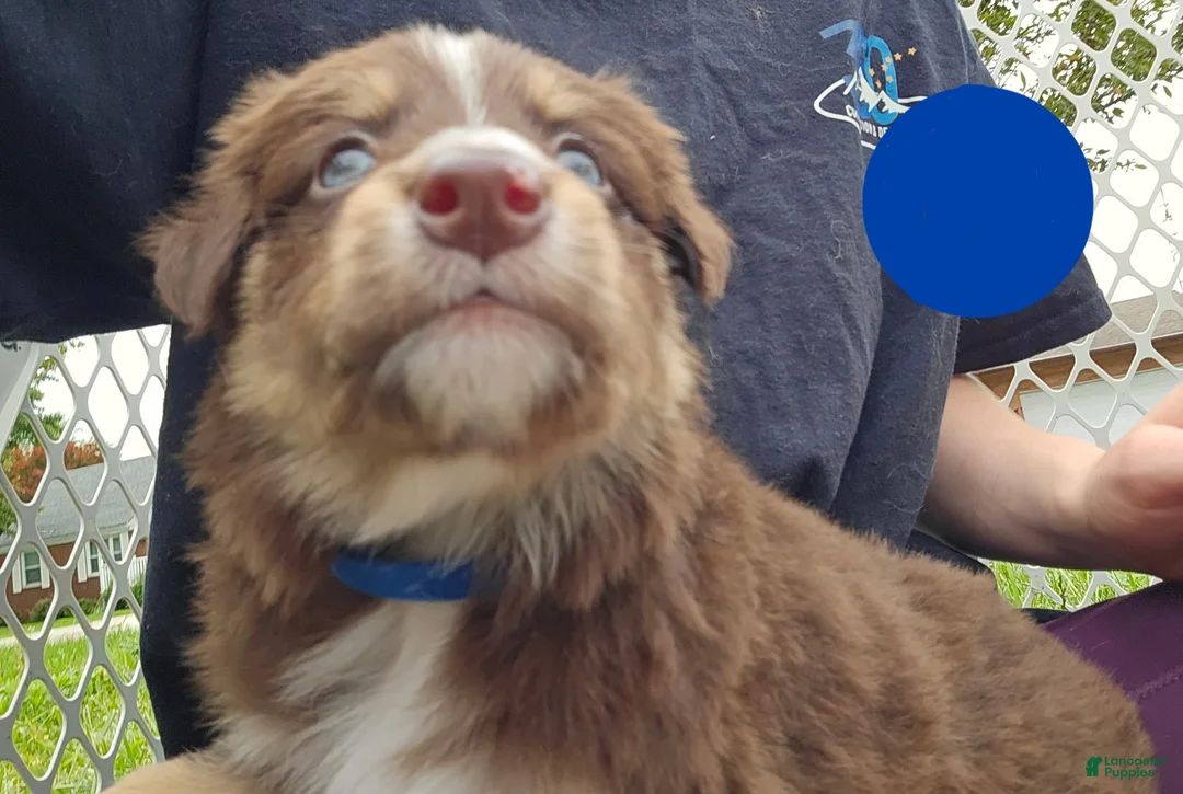 Australian Shepherd dogs for sale: Australian Shepherd Puppy BLUE - Ad 2