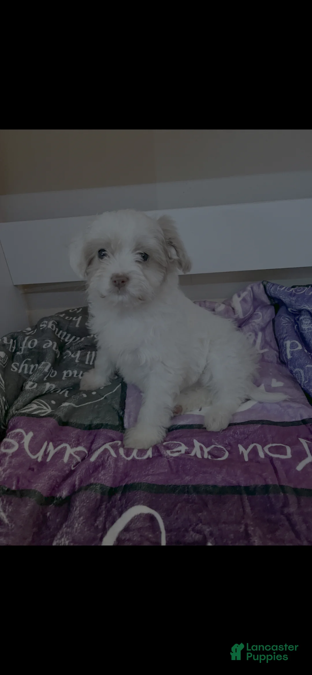 Shihpoo dogs for sale: Shihpoo Puppy 1 - Ad 3