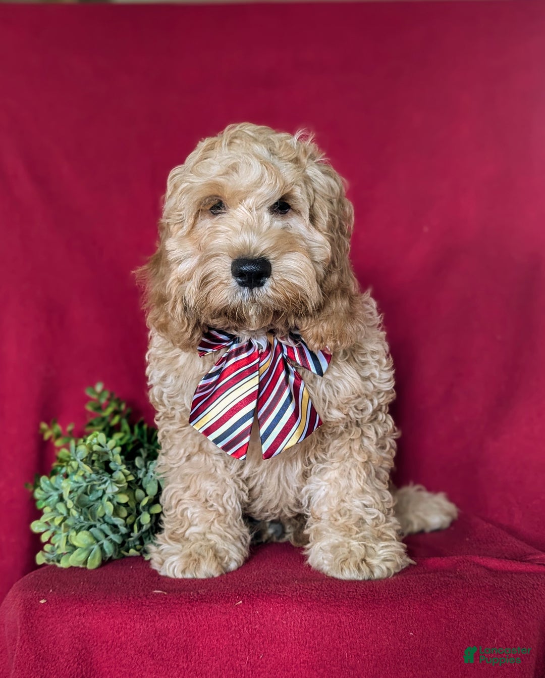 Cockapoo dogs for sale: Leon - Ad 2