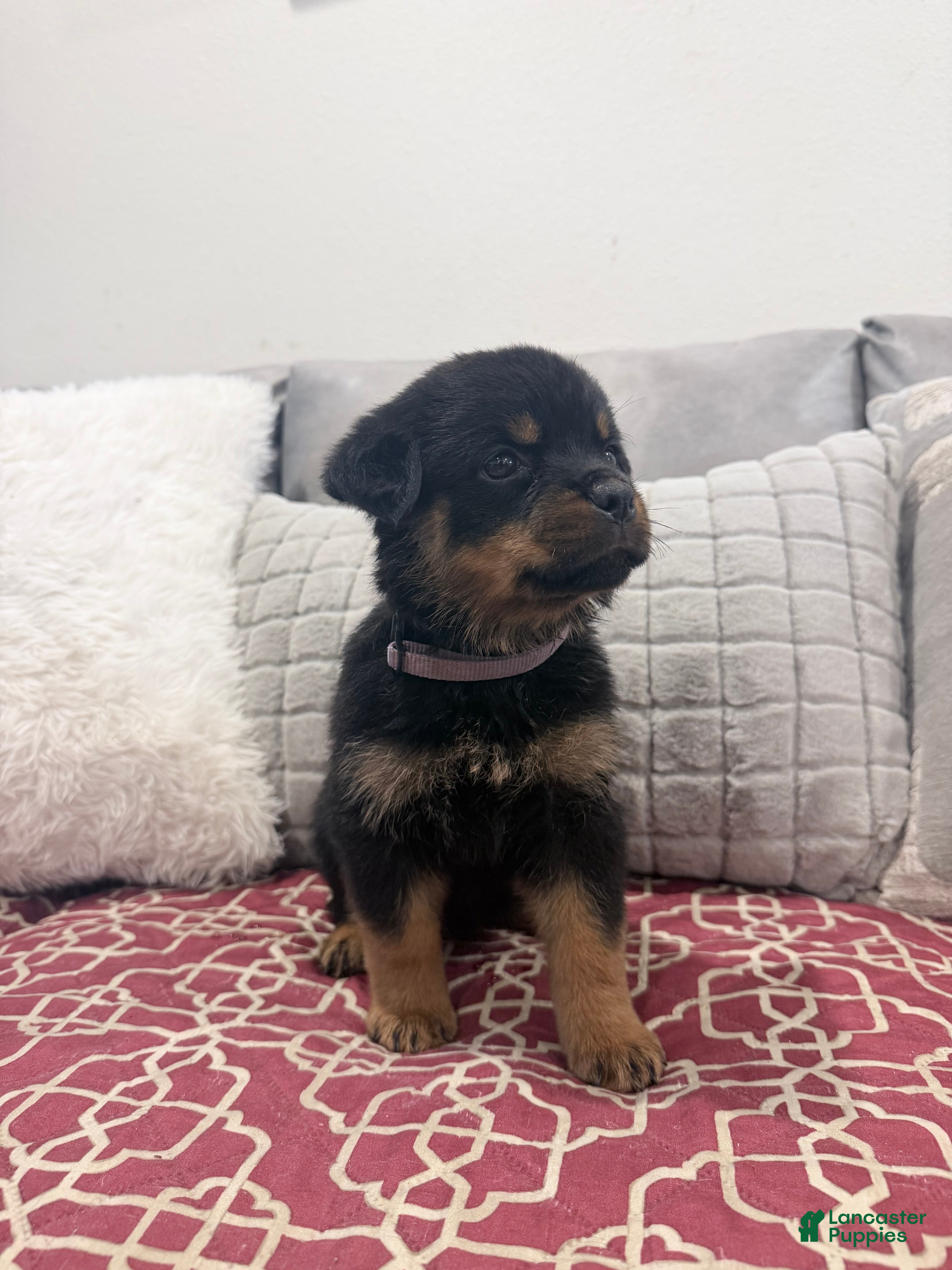 Rottweiler dogs Brown collar, female - Ad 1