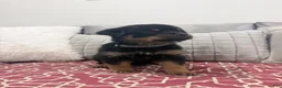 Rottweiler dogs for sale: Brown collar, female - Ad 1