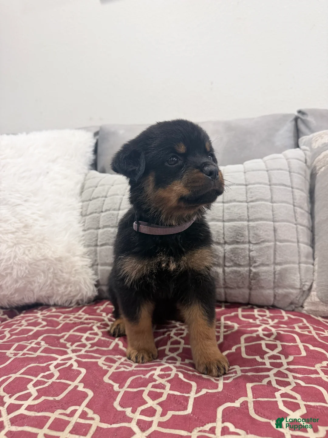 Rottweiler dogs for sale: Brown collar, female - Ad 1