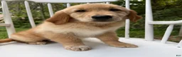 Golden Retriever dogs for sale: Duke - Ad 6
