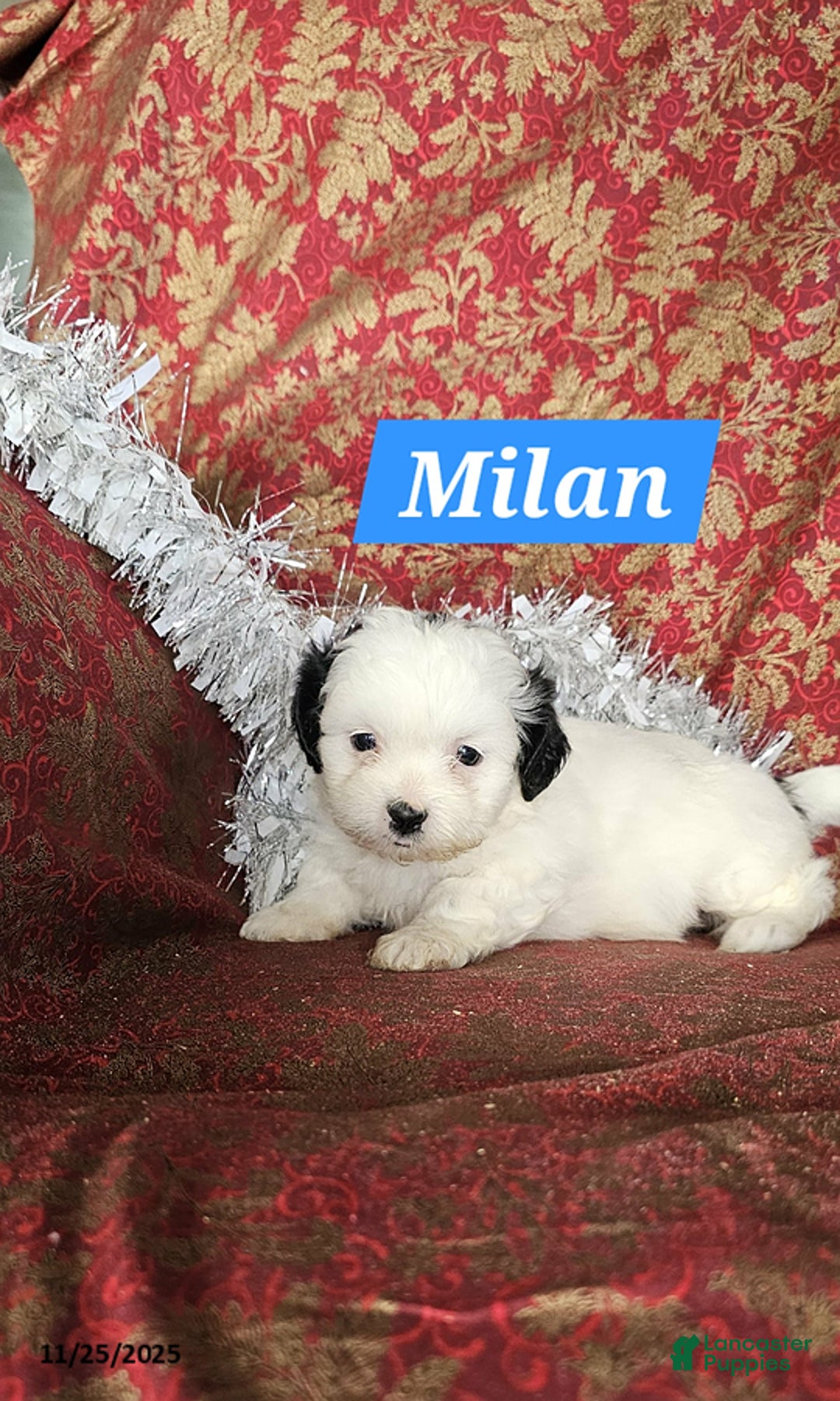 Shih Tzu dogs for sale: Milan - Ad 3