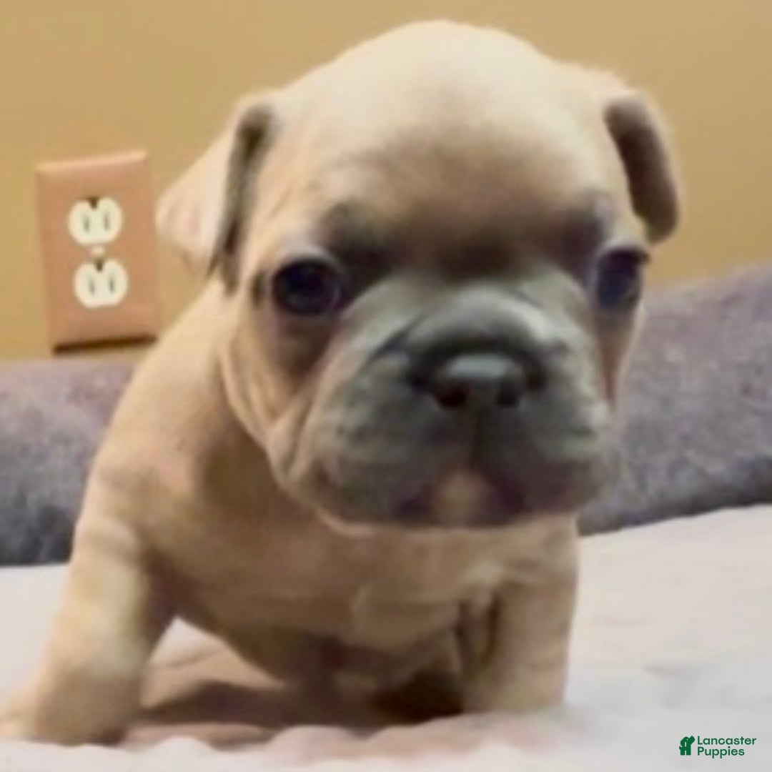 French Bulldog dogs for sale: Pibble - Ad 5