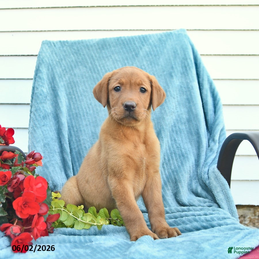 Labrador Retriever dogs for sale: Meadow  - Ad 2