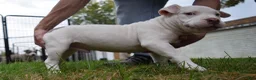 American Bully dogs for sale: American Bully 2 - Ad 5