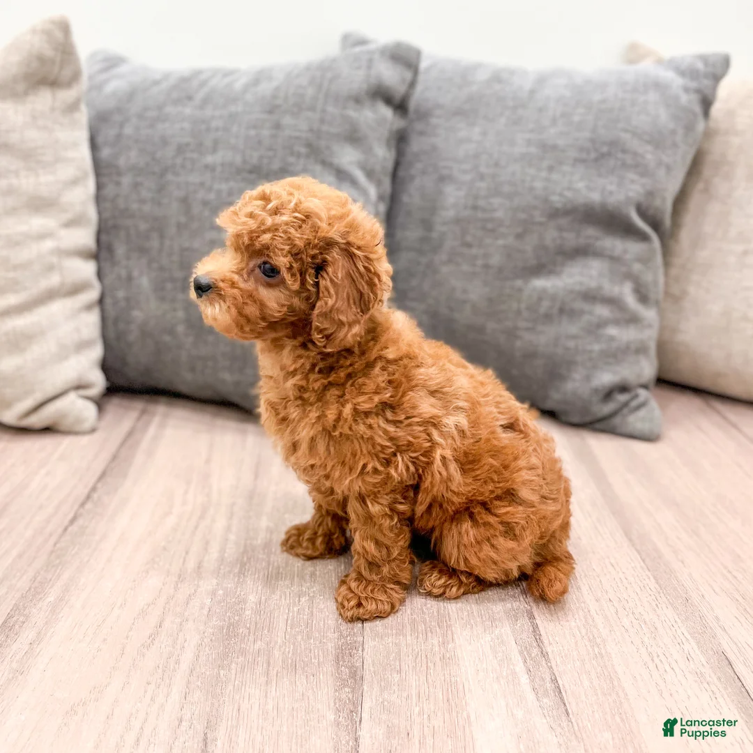 Cavapoo dogs for sale: Angela - Ad 1