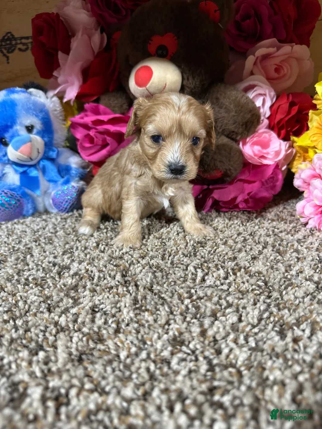 Cavapoo dogs for sale: Cavapoo Puppy 2 - Ad 1