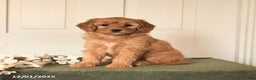 Mini Goldendoodle dogs for sale: Peanuts - Ad 2