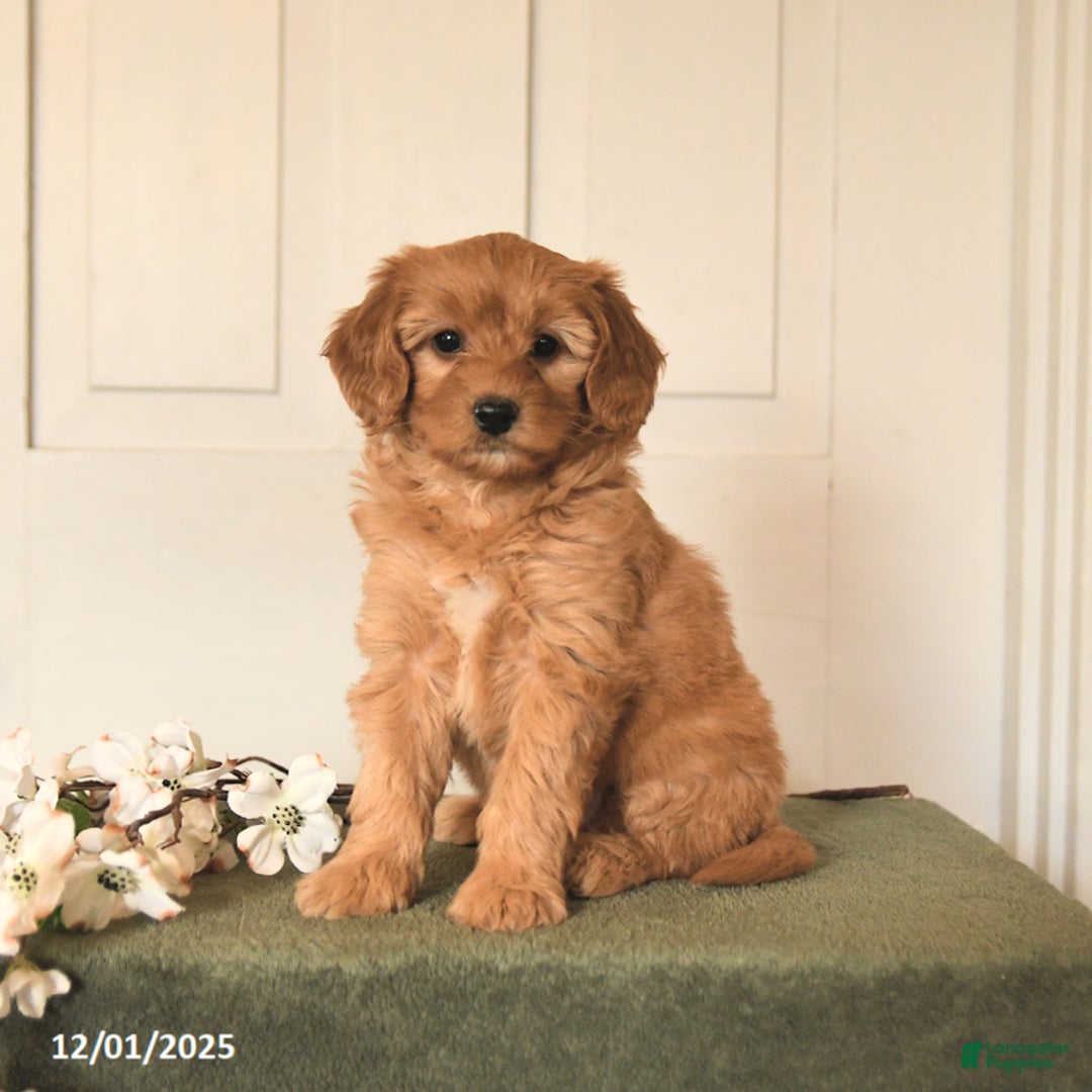 Mini Goldendoodle dogs for sale: Peanuts - Ad 2