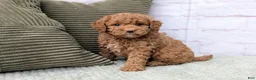 Mini Goldendoodle dogs for sale: Sierra - Ad 1