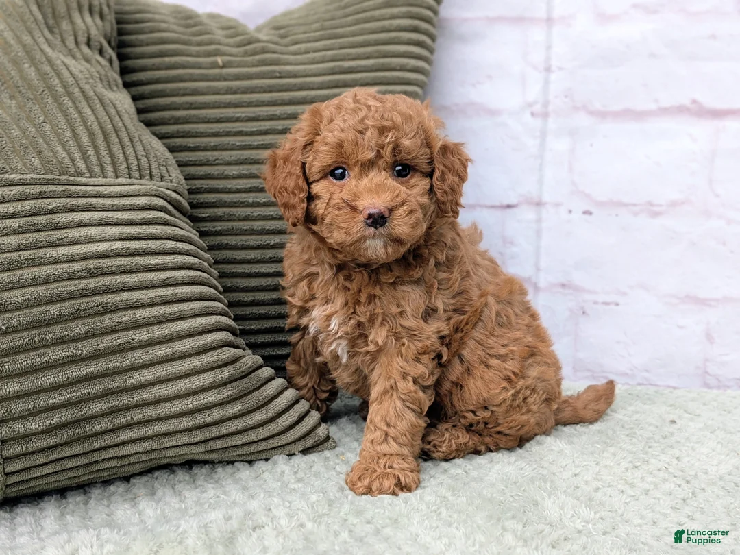 Mini Goldendoodle dogs for sale: Sierra - Ad 1
