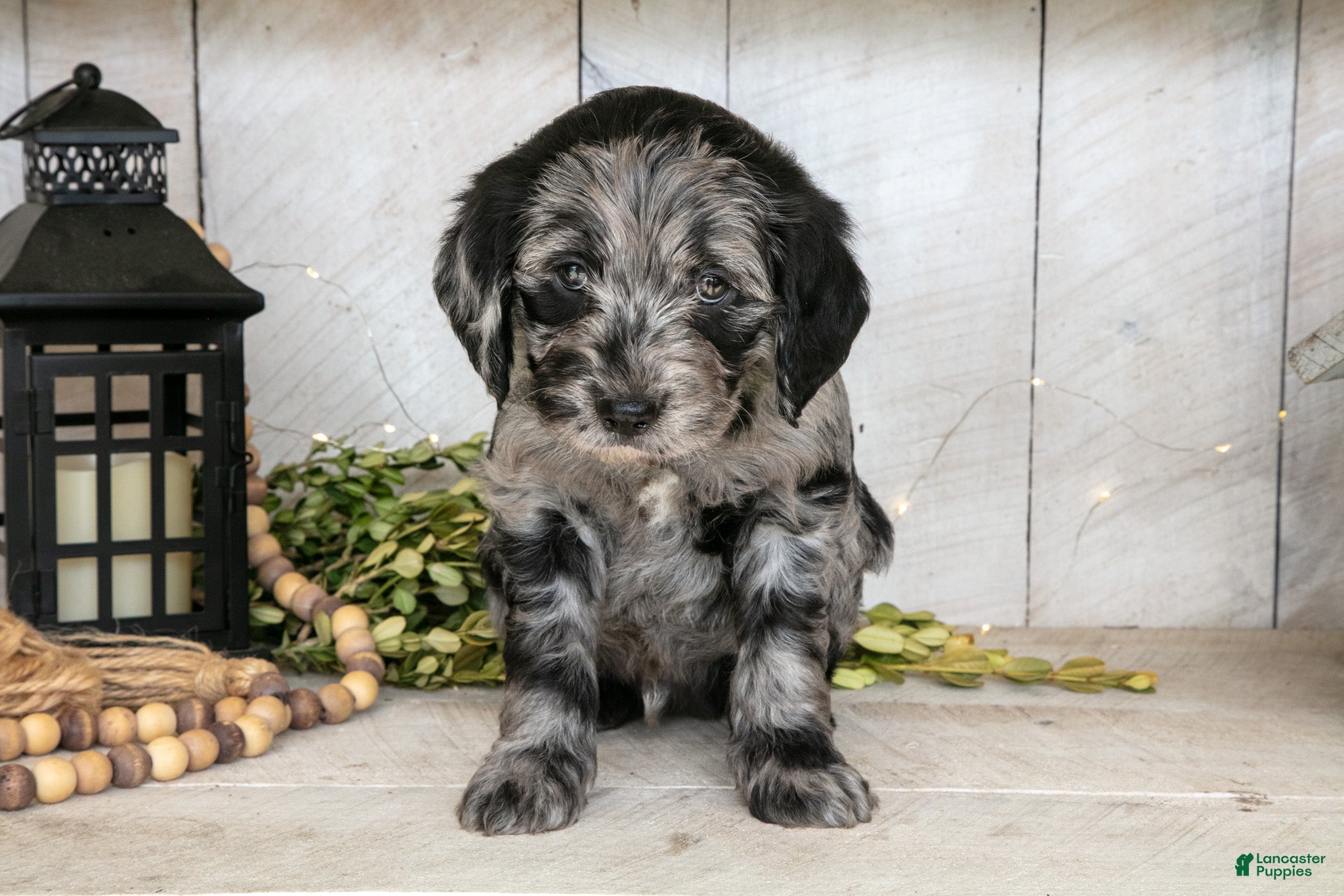 Miniature Labradoodle dogs Patrick - Ad 11