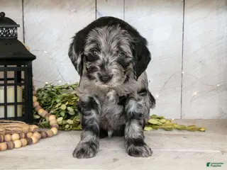 Miniature Labradoodle dogs Patrick - Ad 19