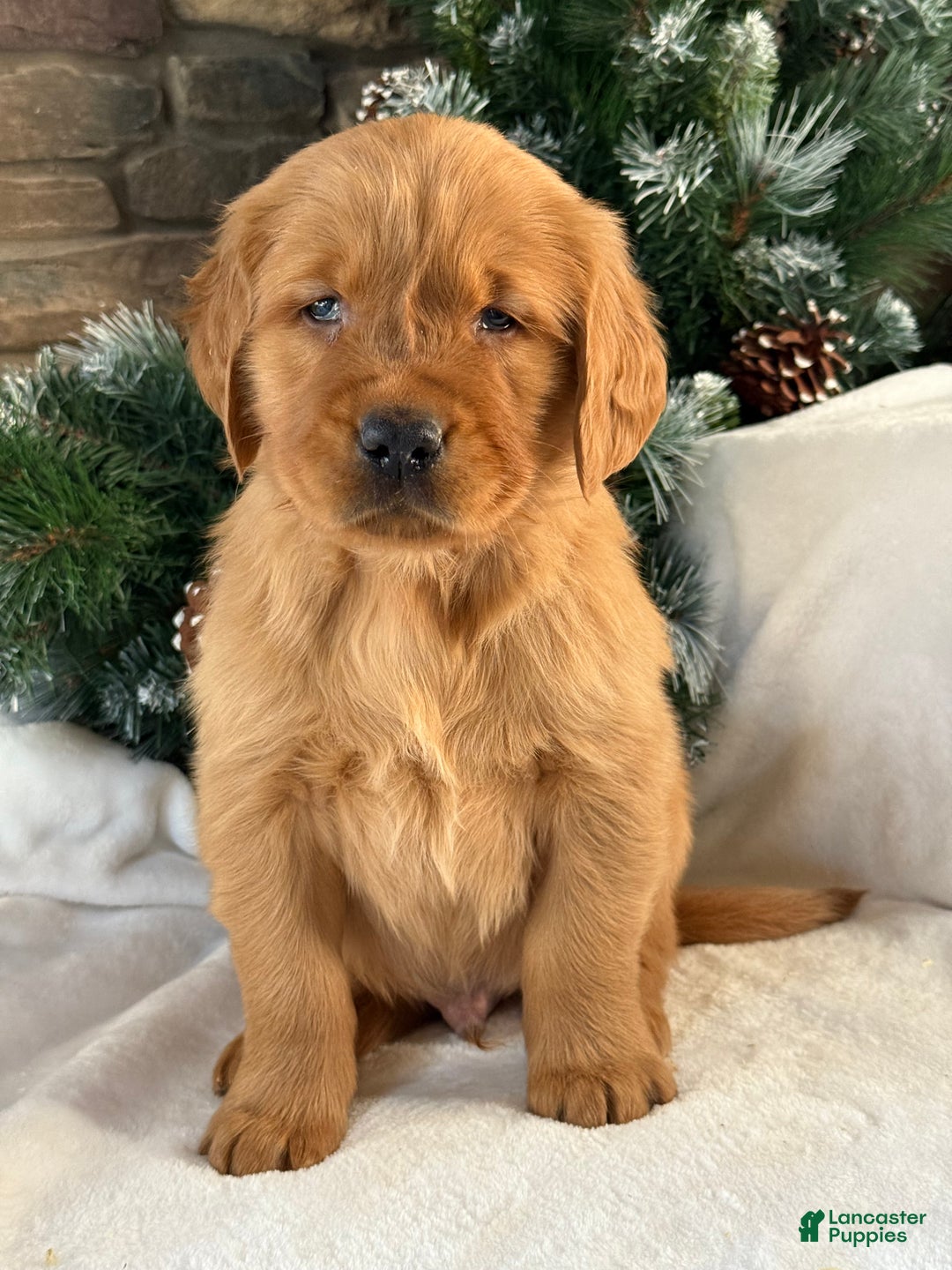 Golden Retriever dogs for sale: Jack - Ad 5