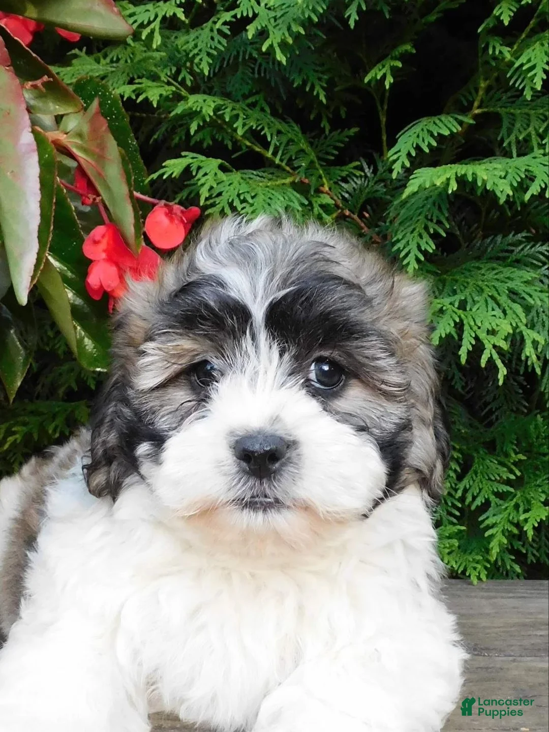 Teddy Bear dogs for sale: Lexi - Ad 1