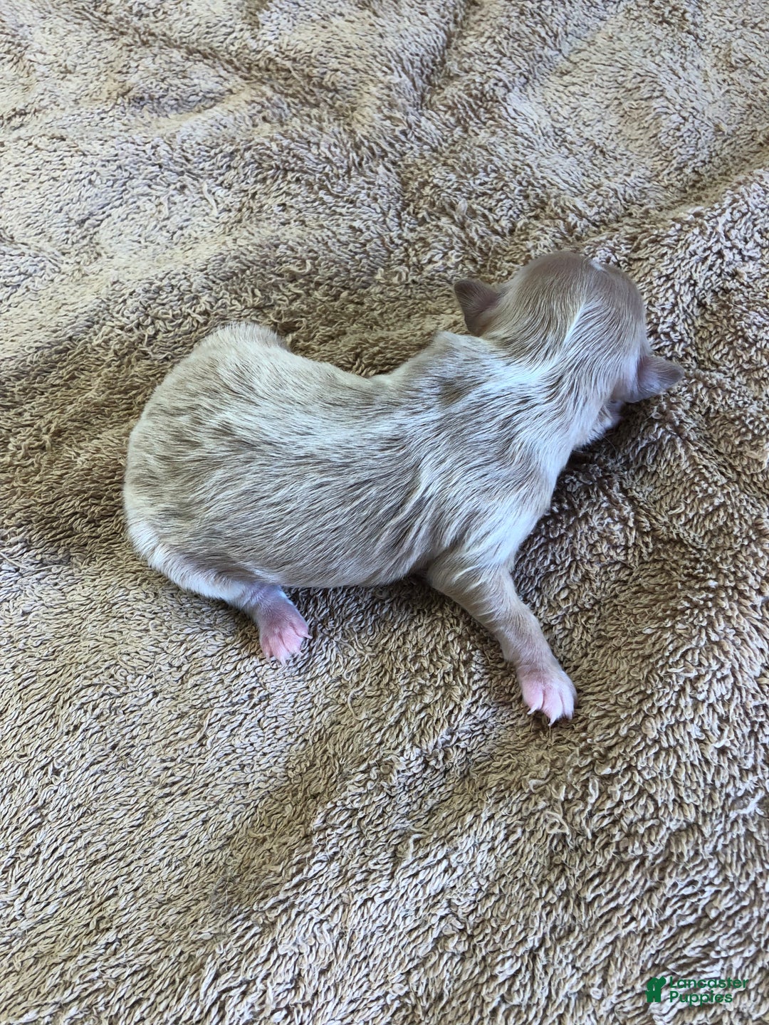 Maltipoo dogs for sale: Keiki - Ad 5