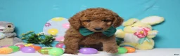 Goldendoodle dogs for sale: RC  - Ad 10