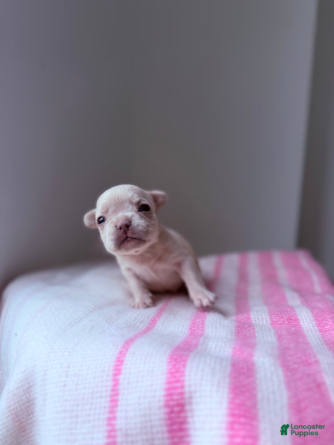 French Bulldog dogs for sale: Isabella - Ad 8