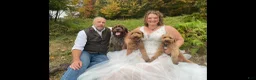 Mini Goldendoodle dogs for sale: Pink Collar - Ad 5